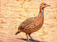 Scleroptila levaillantii