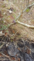 Jatropha gossypiifolia image