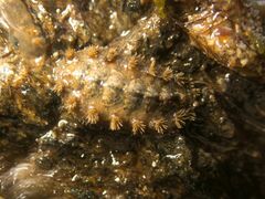 Acanthochitona fascicularis