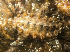 Acanthochitona fascicularis