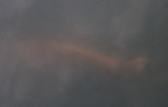 Cyprinus rubrofuscus