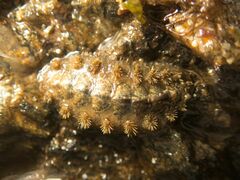 Acanthochitona fascicularis