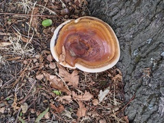 Ganoderma resinaceum