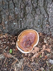 Ganoderma resinaceum