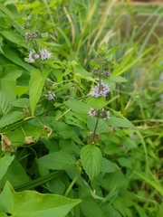 Mentha arvensis