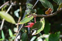 Columnea schiedeana