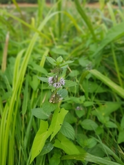 Mentha arvensis