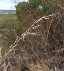 Aristida adscensionis