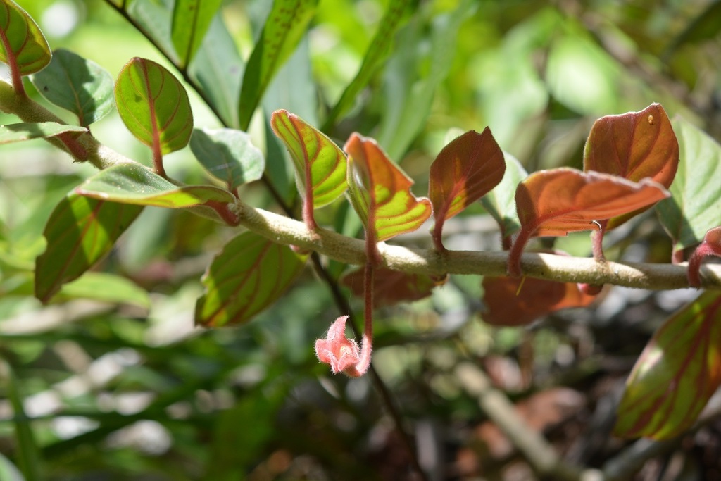 Columnea schiedeana