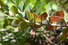 Columnea schiedeana