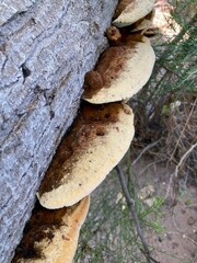 Inonotus munzii