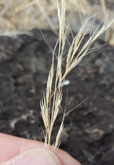 Aristida adscensionis