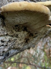 Inonotus munzii