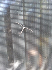 Emmelina monodactyla