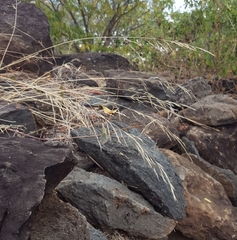 Aristida adscensionis