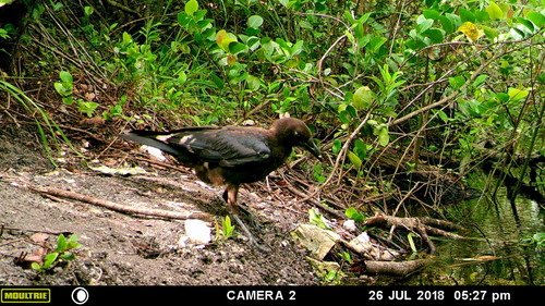Corvus brachyrhynchos image