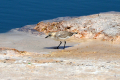 Charadrius alticola
