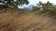 Aristida adscensionis