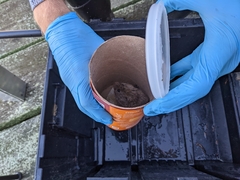 Microtus pennsylvanicus breweri