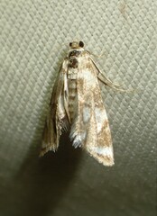 Eoparargyractis plevie