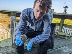 Microtus pennsylvanicus breweri