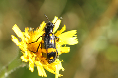 Hycleus polymorphus