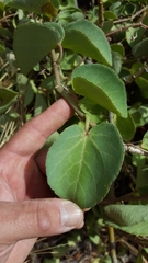 Cissus rotundifolia
