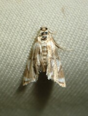 Eoparargyractis plevie