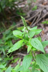 Teucrium vesicarium