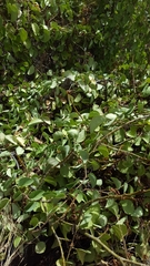 Cissus rotundifolia