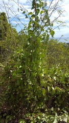 Cissus rotundifolia