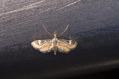 Strepsinoma croesusalis
