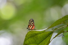 Mechanitis polymnia lycidice