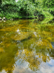 Fissidens fontanus