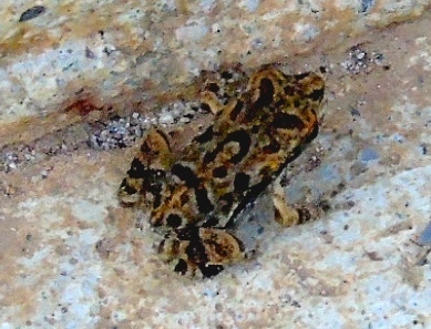 Sinaloa Toad, Incilius mazatlanensis