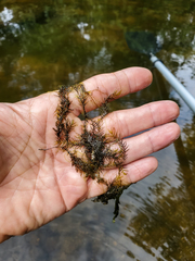 Fissidens fontanus