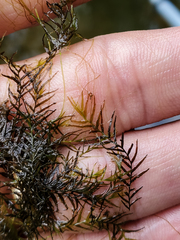 Fissidens fontanus