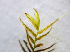 Fissidens fontanus