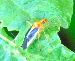 Ganocapsus filiformis