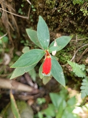 Kohleria stuebeliana
