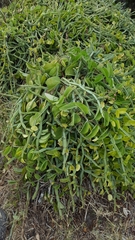 Cissus quadrangularis
