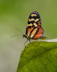 Mechanitis polymnia lycidice