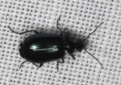 Lebia