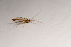 Enicospilus pungens