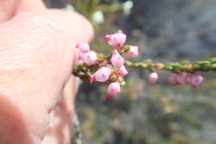 Erica rhopalantha