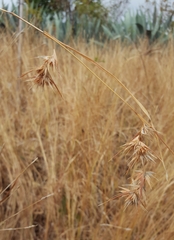 Themeda quadrivalvis