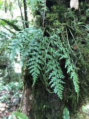 Asplenium wilfordii