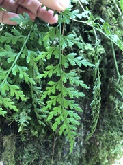 Asplenium wilfordii