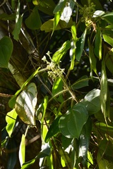 Miconia dentata