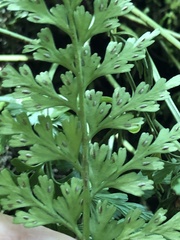 Asplenium wilfordii